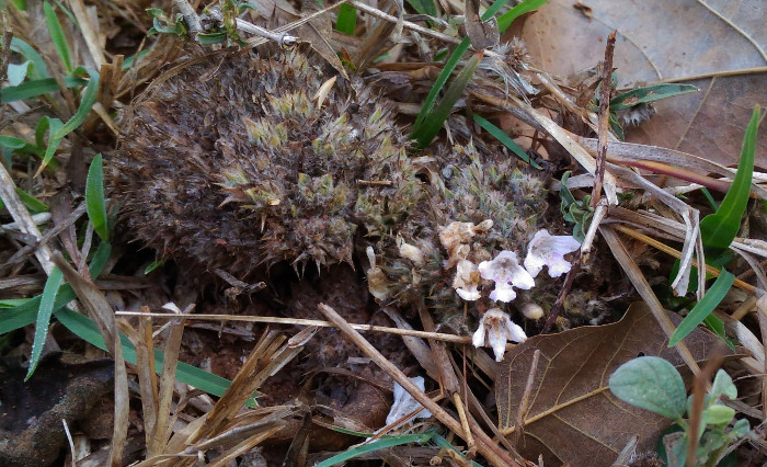 Lepidagathis cristata