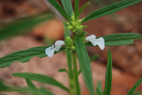 Leucas aspera