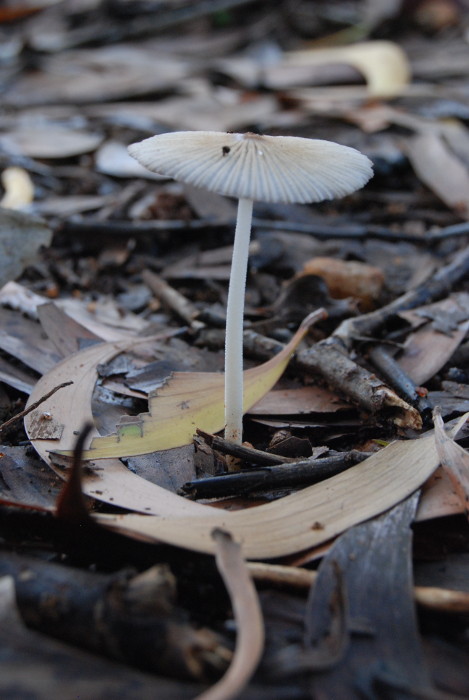 Leucocoprinus