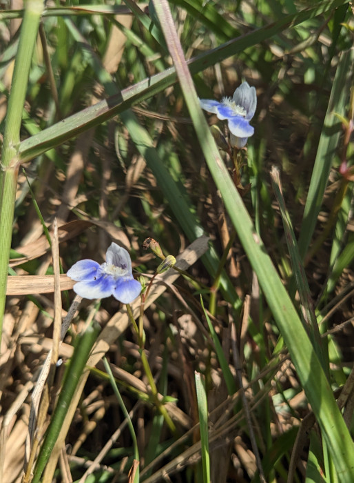 Lindernia hyssopoides