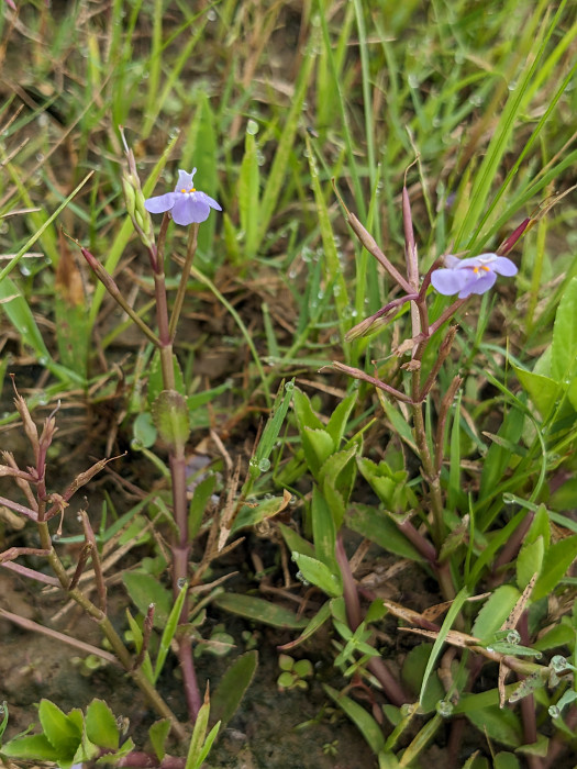 Lindernia ciliata