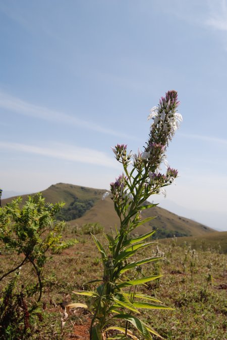 Lobelia nicotianaefolia