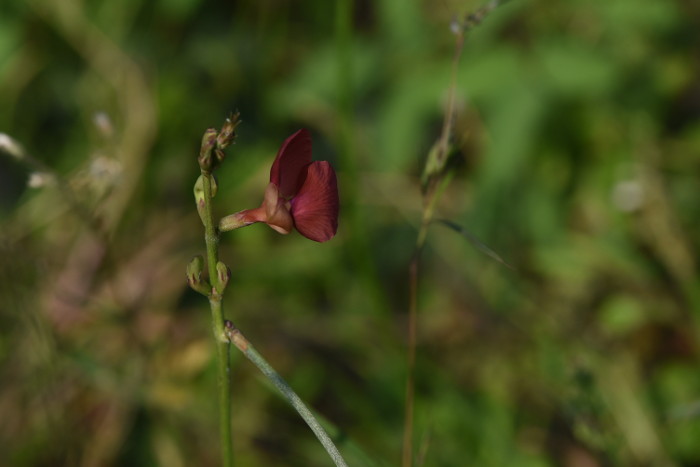 Macroptilium lathyroides