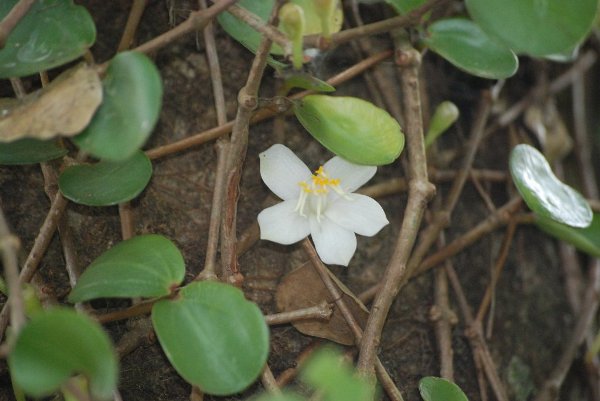 Medinilla beddomei