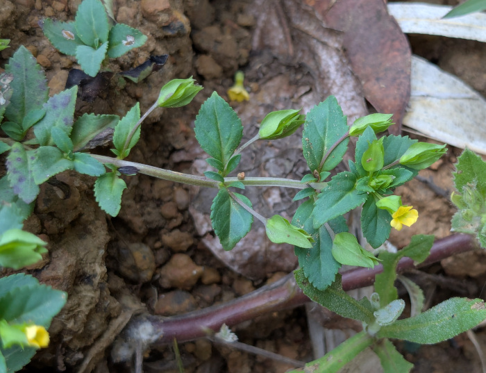 Mecardonia procumbens