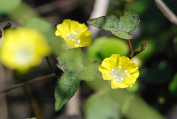 Merremia hederacea