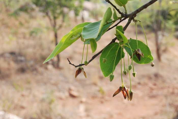 Miliusa tomentosa