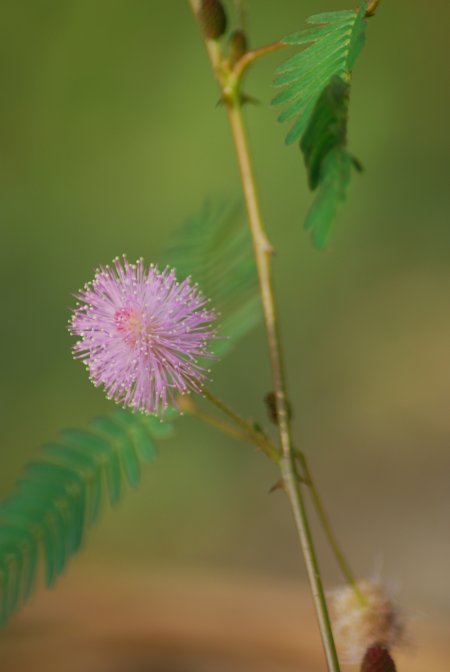 Mimosa pudica