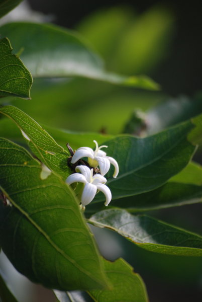 Morinda citrifolia