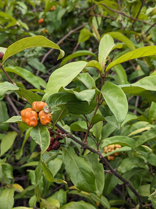 Morinda umbellata