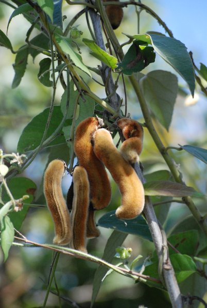 Mucuna pruriens