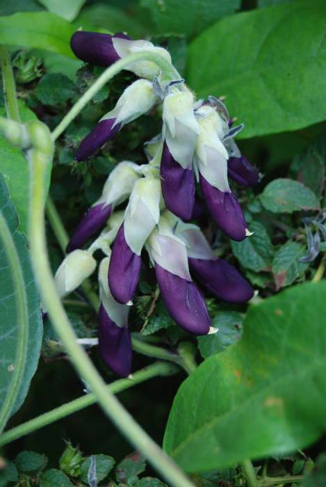 Mucuna pruriens