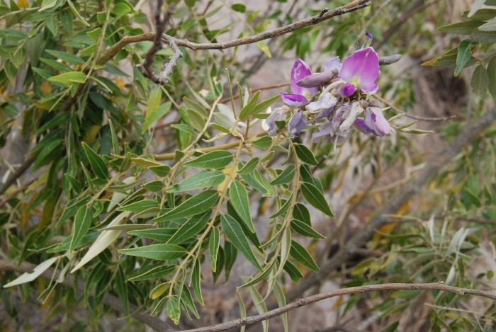 Mundulea sericea