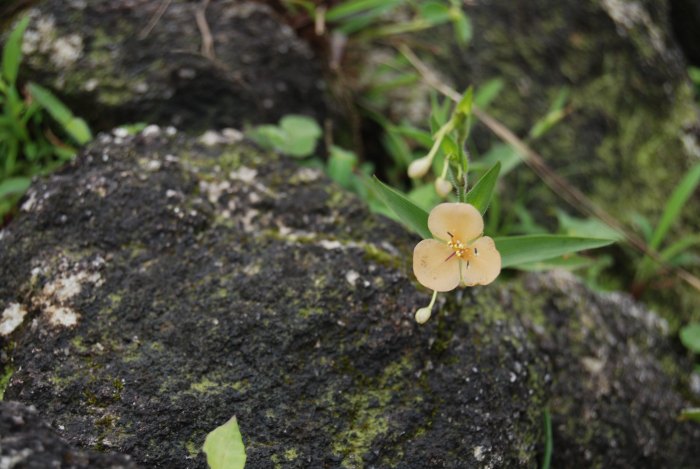 Murdannia lanuginosa
