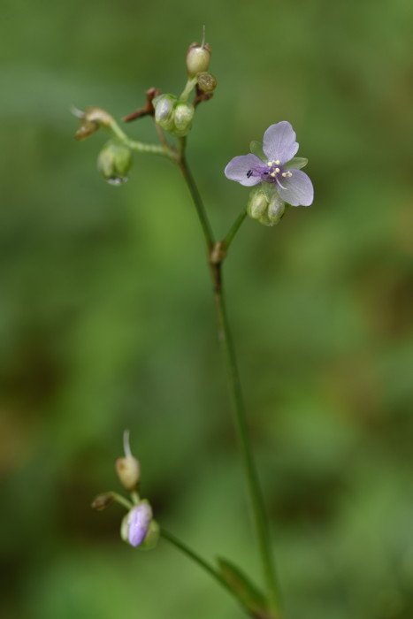 Murdannia nudiflora