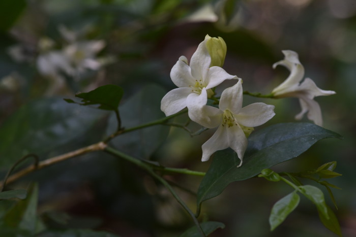 Murraya paniculata