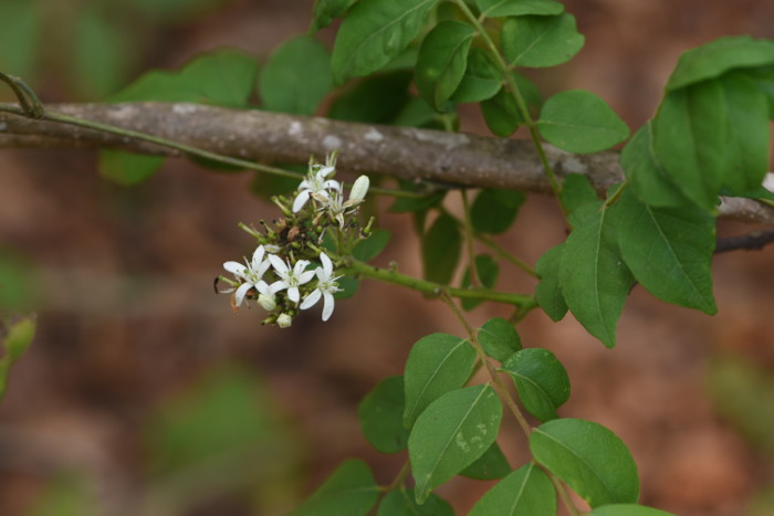 Murraya koenigii