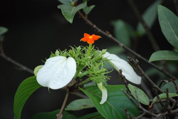 Mussaenda glabrata