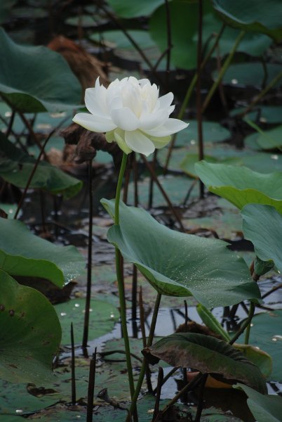 Nelumbo nucifera