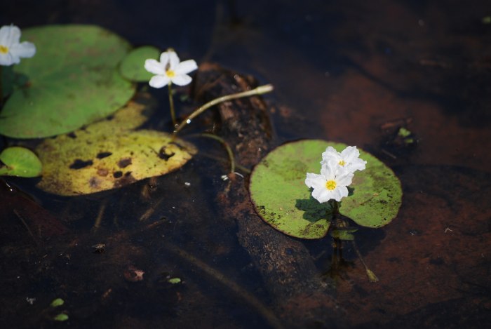 Nymphoides hydrophylla