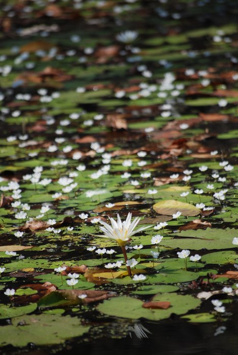 Nymphaea lotus