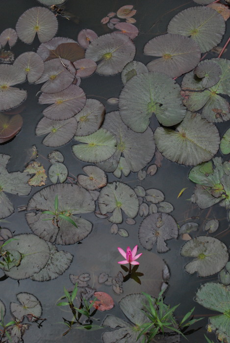 Nymphaea pubescens