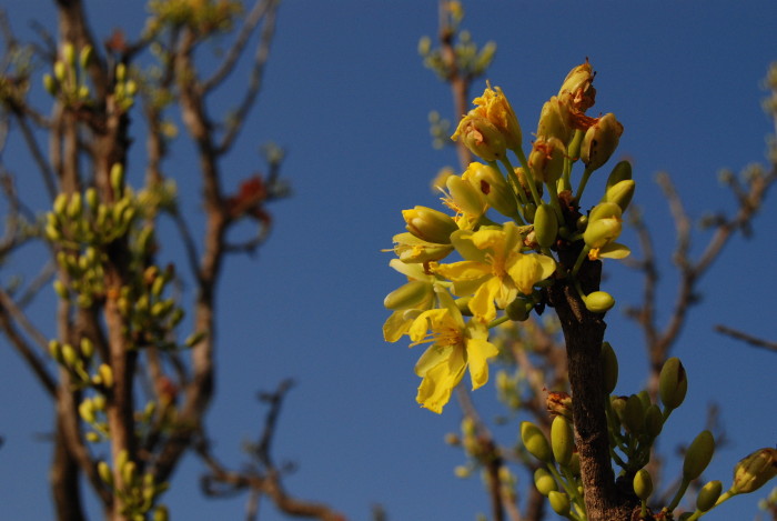 Ochna obtusata var. gamblei