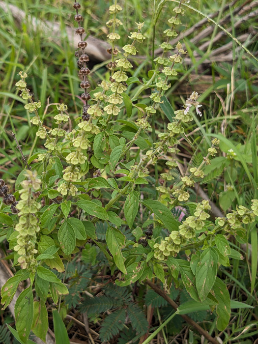 Ocimum americanum 