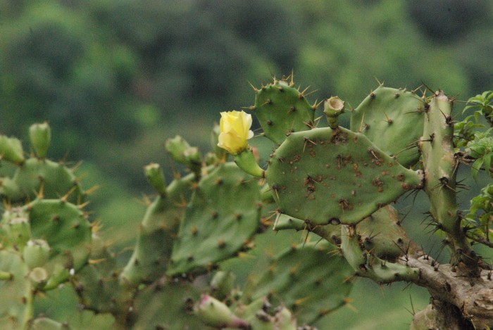 Opuntia macrorhiza