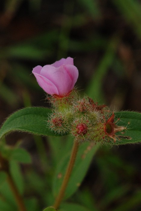 Osbeckia parviflora