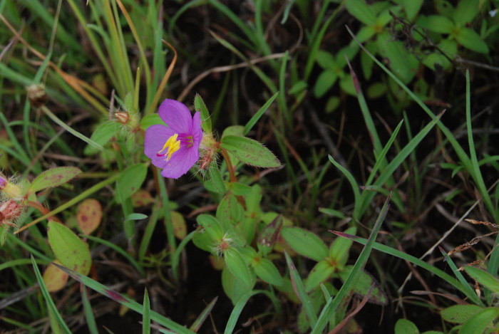 Osbeckia zeylanica