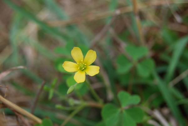 Oxalis corniculata