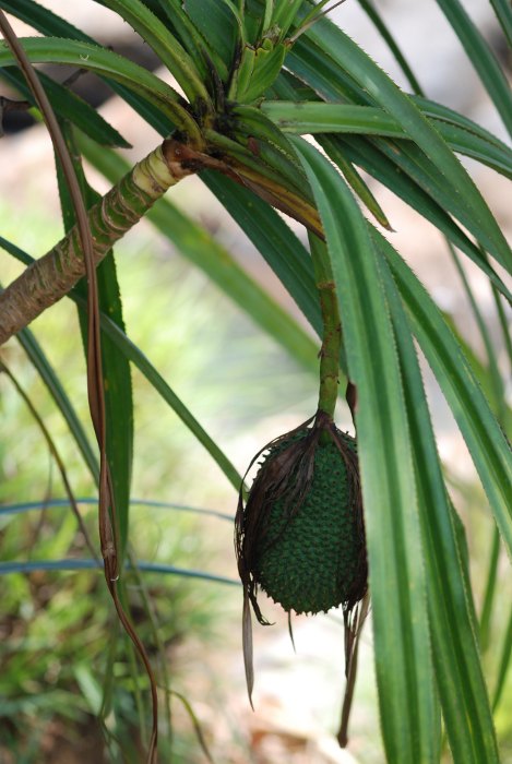 Pandanus unipapillatus