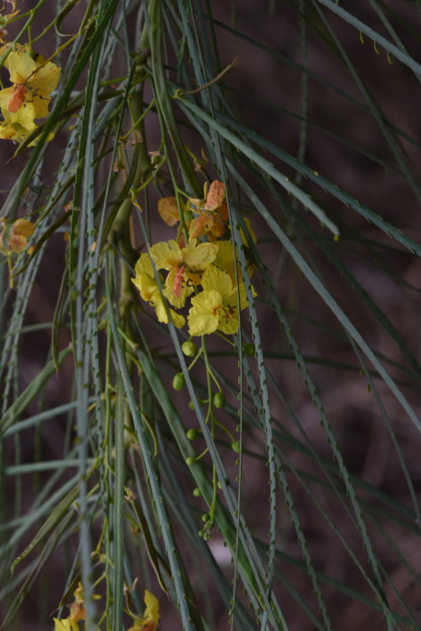 Parkinsonia aculeata