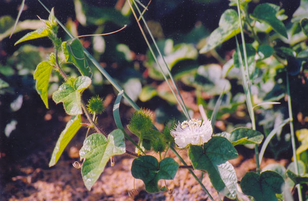 Passiflora foetida