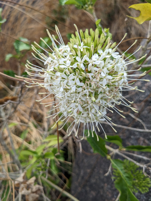 Pavetta indica