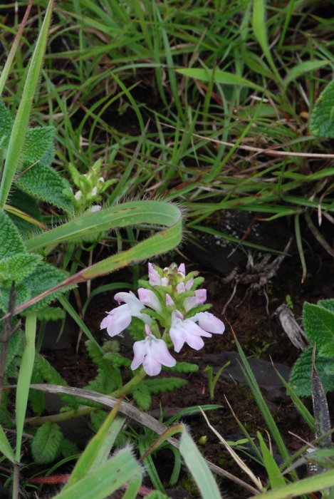 Pedicularis zeylanica Benth.