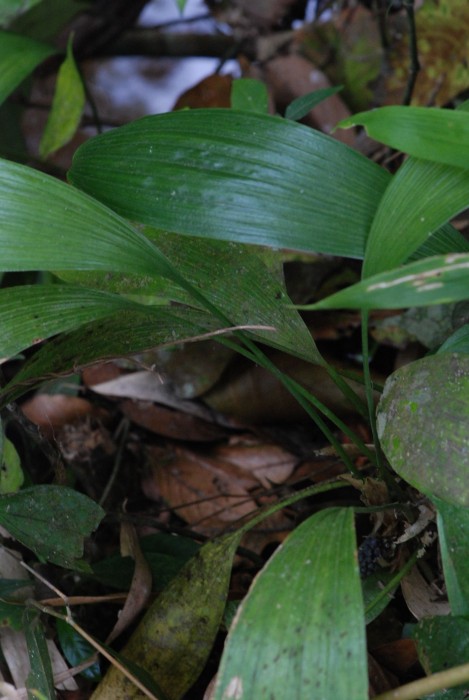 Peliosanthes teta ssp. humilis