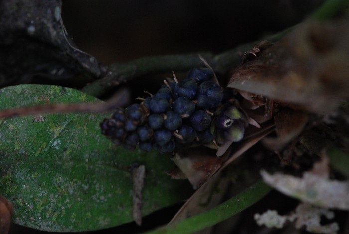 Peliosanthes teta ssp. humilis