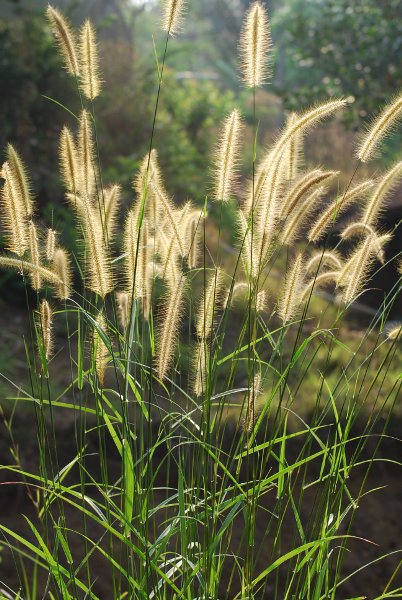 Pennisetum polystachion