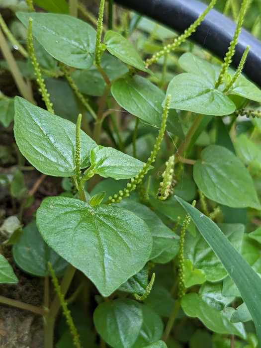 Peperomia pellucida