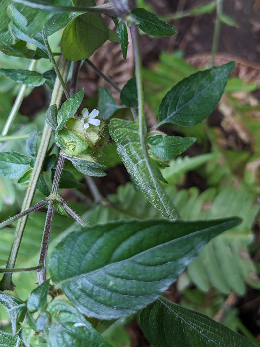 Phaulopsis imbricata