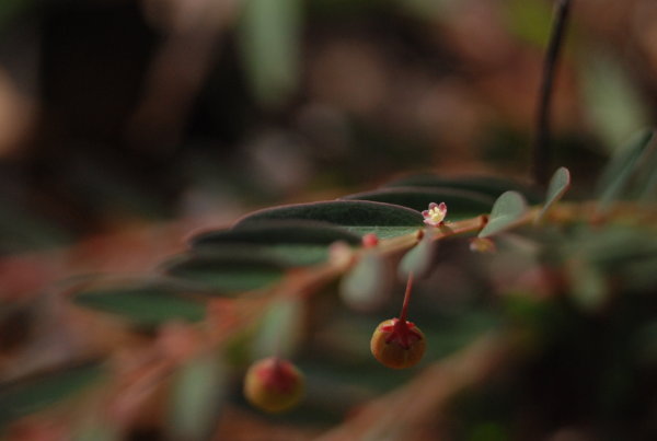 Phyllanthus virgatus