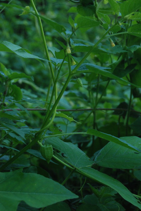 Physalis minima