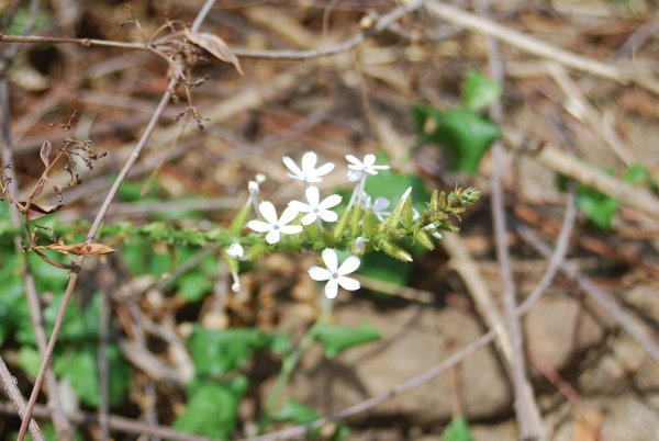 Plumbago zeylanica