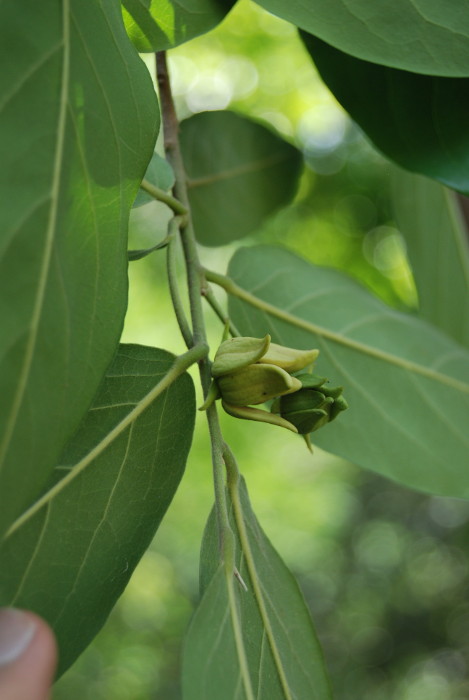 Polyalthia cerasoides