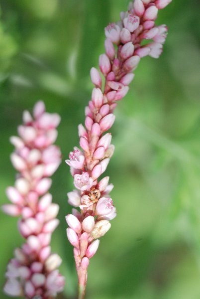 Polygonum glabrum