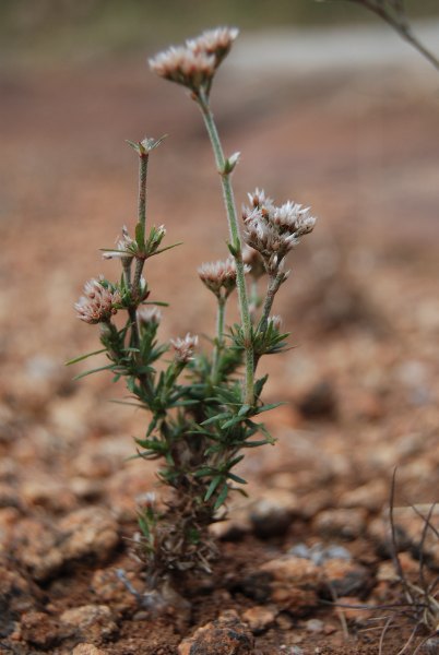 Polycarpaea corymbosa