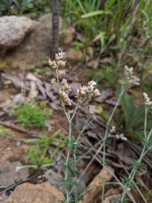 Polycarpaea corymbosa