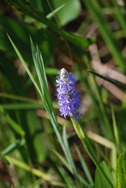 Pontederia lanceolata